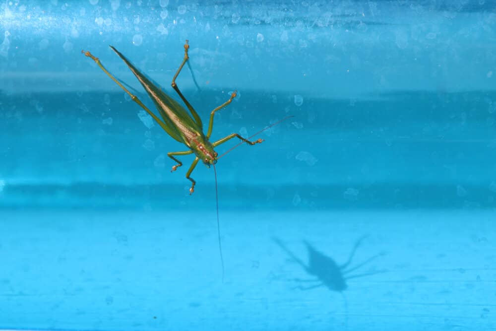 green grasshopper on blue pool water background - Keeping Bees and Bugs from Your Pool